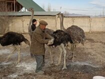 В Нарынской области впервые появились страусы