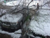 Мэрия Бишкека просит автовладельцев не оставлять машины рядом с деревьями
