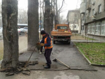 Деревья в столице продолжают освобождать от «цементного плена»