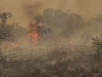 Лесные пожары бушуют в Аргентине