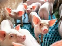 В Германии будут выращивать свиней для пересадки сердца человеку