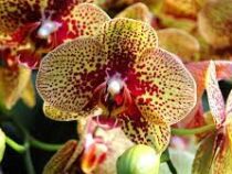 Фестиваль орхидей открылся в королевских ботанических садах Кью