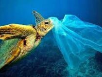 Морские черепахи гибнут из-за пластика