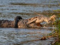 В Индонезии спасли крокодила, который шесть лет жил с шиной на шее