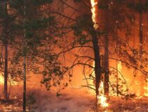 Пожары в Кыргызстане в прошлом году уничтожили 36,5 гектаров леса