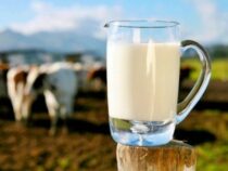 За месяц литр молока подорожал почти на 5  сомов