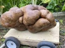Самый большой в мире клубень картофеля из Новой Зеландии оказался тыквой