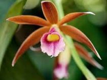 Новые виды орхидей открыли в Коста-Рике