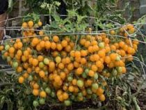 Британец вырастил более 1200 помидоров на одном стебле
