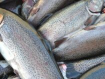 Кыргызстан увеличил экспорт рыбы в страны СНГ