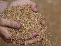 Страны ЕАЭС получат от России квоту на покупку зерна