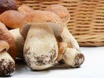 О неожиданных полезных свойствах грибов  рассказали диетологи