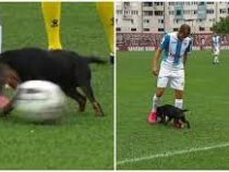 Служебный пес в Бразилии отобрал мяч у футболистов во время матча