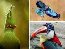 Численность 70% редких тропических птиц Америки резко сократилась