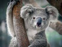 Австралийским коалам грозит вымирание