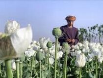 Талибы запретили выращивание мака на всей территории Афганистана