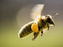 Ученые выяснили, почему пчелы не умеют летать над зеркалами