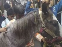 В Индии стало популярном видео с лошадью в поезде