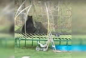 Драка двух диких медведей попала на видео