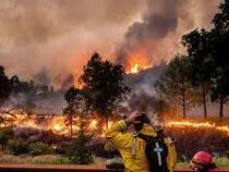 Жителей Нью-Мексико эвакуируют из-за лесных пожаров