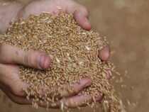 Россия отменила запрет на вывоз зерновых в страны ЕАЭС