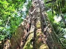 В Бразилии обнаружено самое высокое в мире дерево папайи