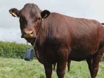 GPS-ошейники для коров тестируют в Великобритании