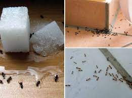 Назван простой способ раз и навсегда избавиться от муравьев в доме
