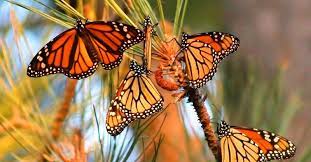 Популяция бабочек-монархов увеличилась в Мексике
