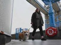 Пёс-путешественник стал звездой соцсетей в Британии