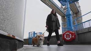 Пёс-путешественник стал звездой соцсетей в Британии