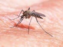 В Великобритании женщина впала в кому после укуса комара