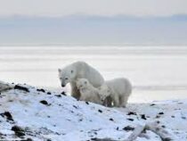 Глобальное потепление угрожает популяции белых медведей