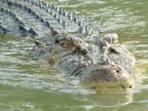 В Австралии на мужчину напал трехметровый крокодил
