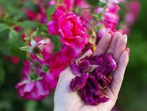В Азербайджане начали сбор и заготовку лепестков розы