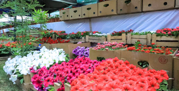 Наманган подарит Бишкеку  500 тысяч цветов