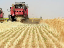 Кыргызстан  планирует покрыть потребность в пшенице на 86%