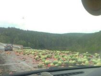 Загородная трасса в Казахстане в одно мгновенье превратилась в ягодное поле