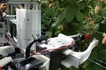 В Великобритании создали первых в мире роботов по сбору малины