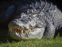 Крокодил утащил мужчину в реку на глазах у друзей и съел его
