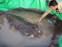Самую большую в современной истории пресноводную рыбу поймали в Камбодже