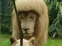 Из-за высокой влажности у льва в зоопарке Гуанчжоу выпрямилась грива