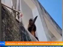 Точившую мачете обезьяну поймали на улицах Бразилии