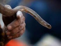 Житель Индии разрубил и съел ядовитую змею, которая его укусила