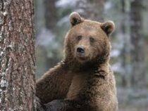В Канаде учитель музыки заставил бежать подкравшегося к школе медведя