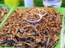 Британских школьников начнут кормить насекомыми
