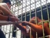 Орангутанг в зоопарке поймал посетителя через клетку