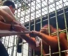 Орангутанг в зоопарке поймал посетителя через клетку