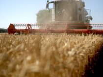 Проблем с продовольственной пшеницей в КР не будет