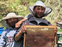 Япония планирует в шесть раз увеличить поставки кыргызского меда